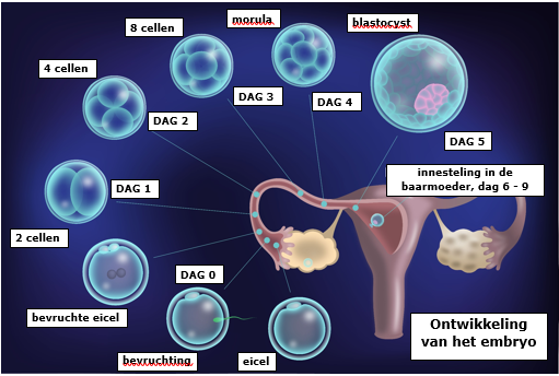 Informatie over IVF - Alrijne Ziekenhuis